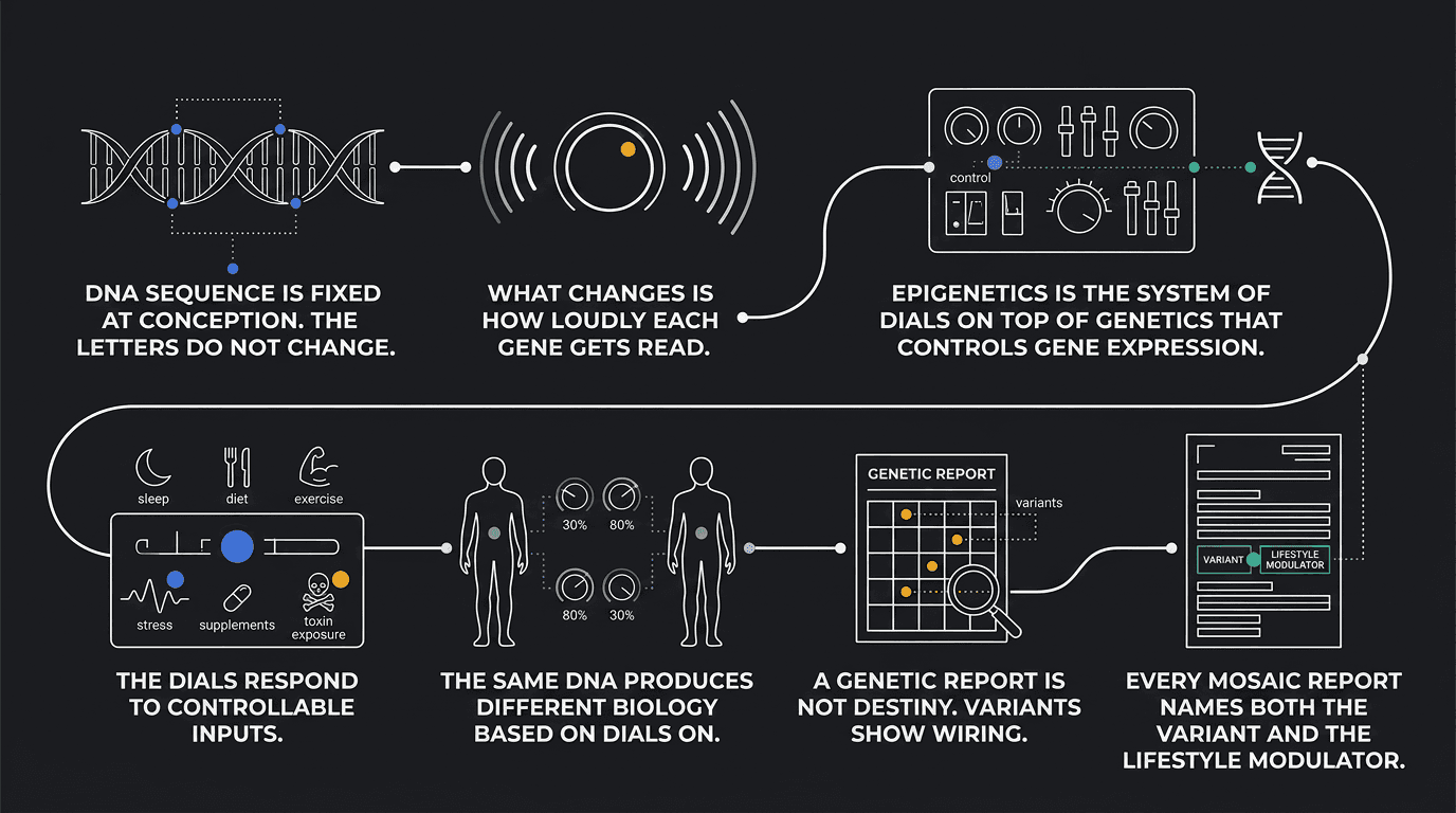 Epigenetics — the DNA sequence is fixed, but lifestyle inputs change how loudly each gene is read