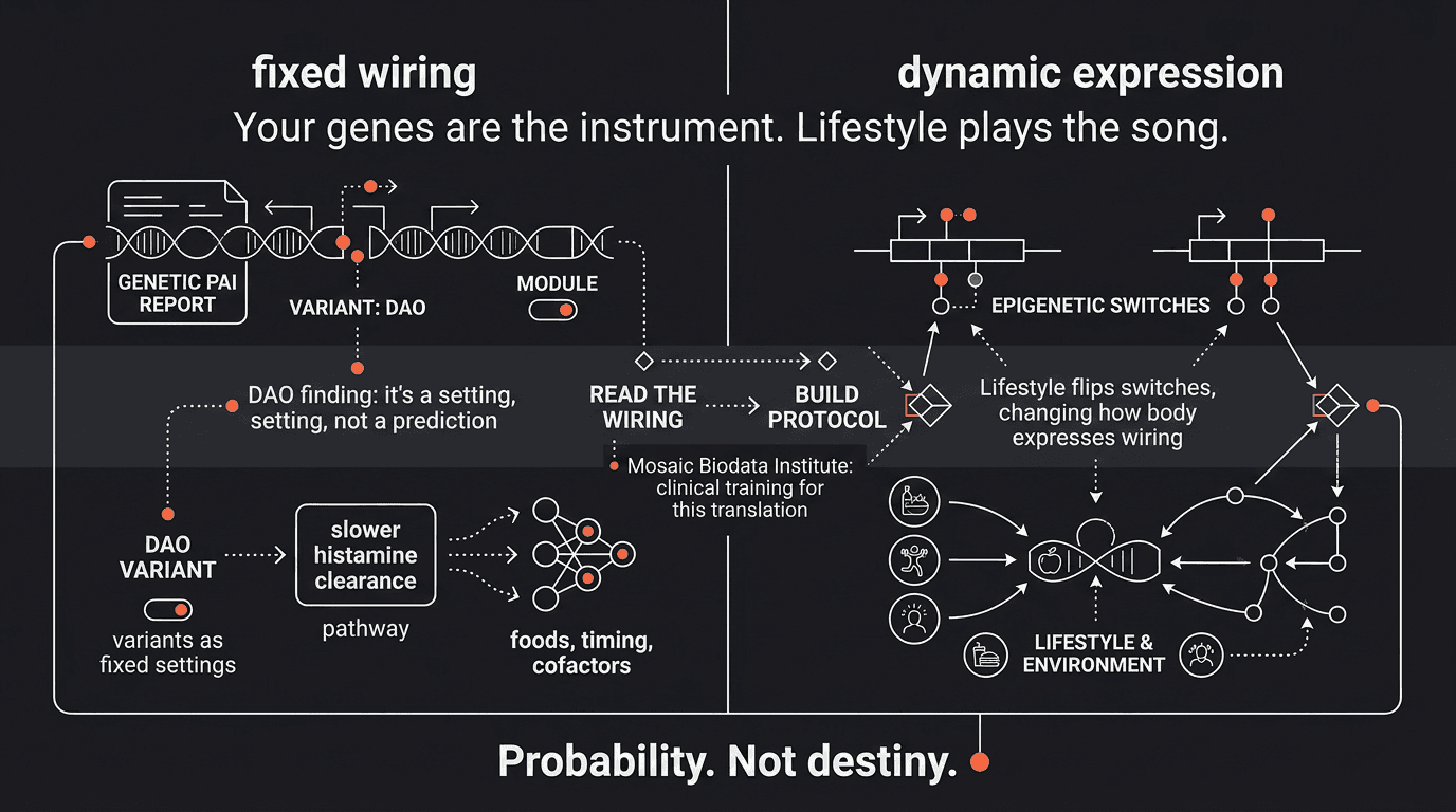 Fixed wiring versus dynamic expression — your genes are the instrument, lifestyle plays the song. Probability, not destiny.