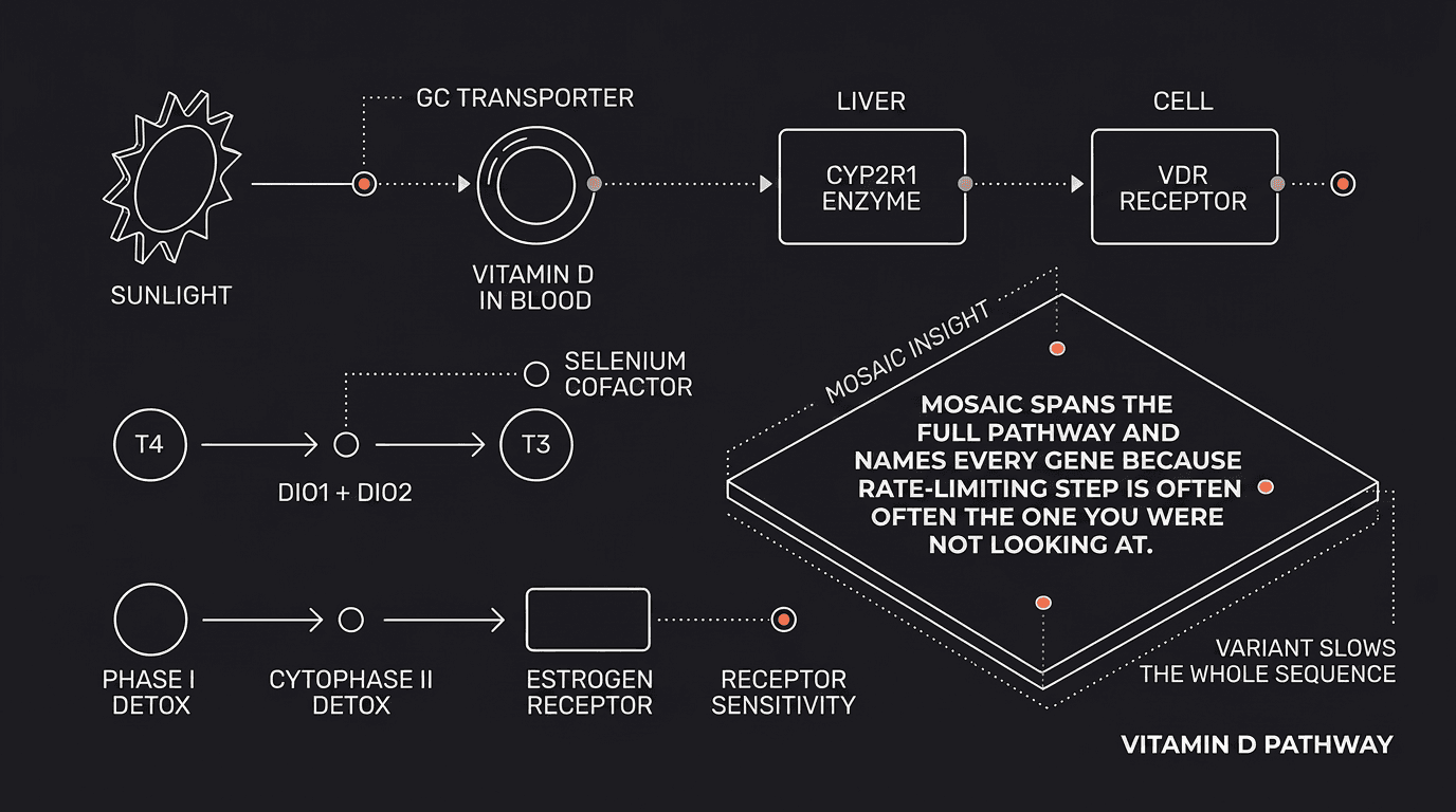 The vitamin D pathway across multiple genes — sunlight to GC transporter to CYP2R1 in the liver to the VDR receptor at the cell; a variant in any step slows the whole sequence