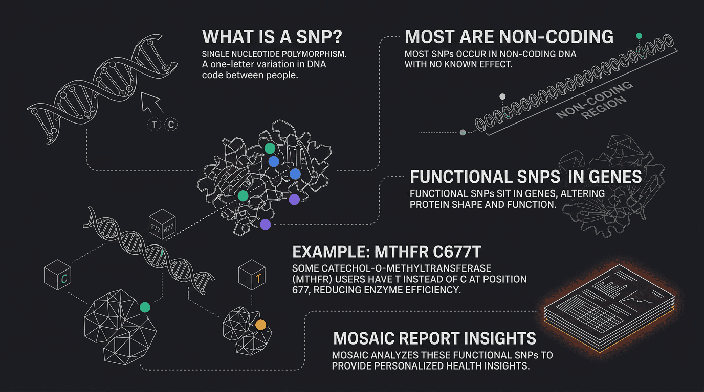 What a SNP is — a single-letter DNA variation; most are non-coding, the functional ones (like MTHFR C677T) change how an enzyme works