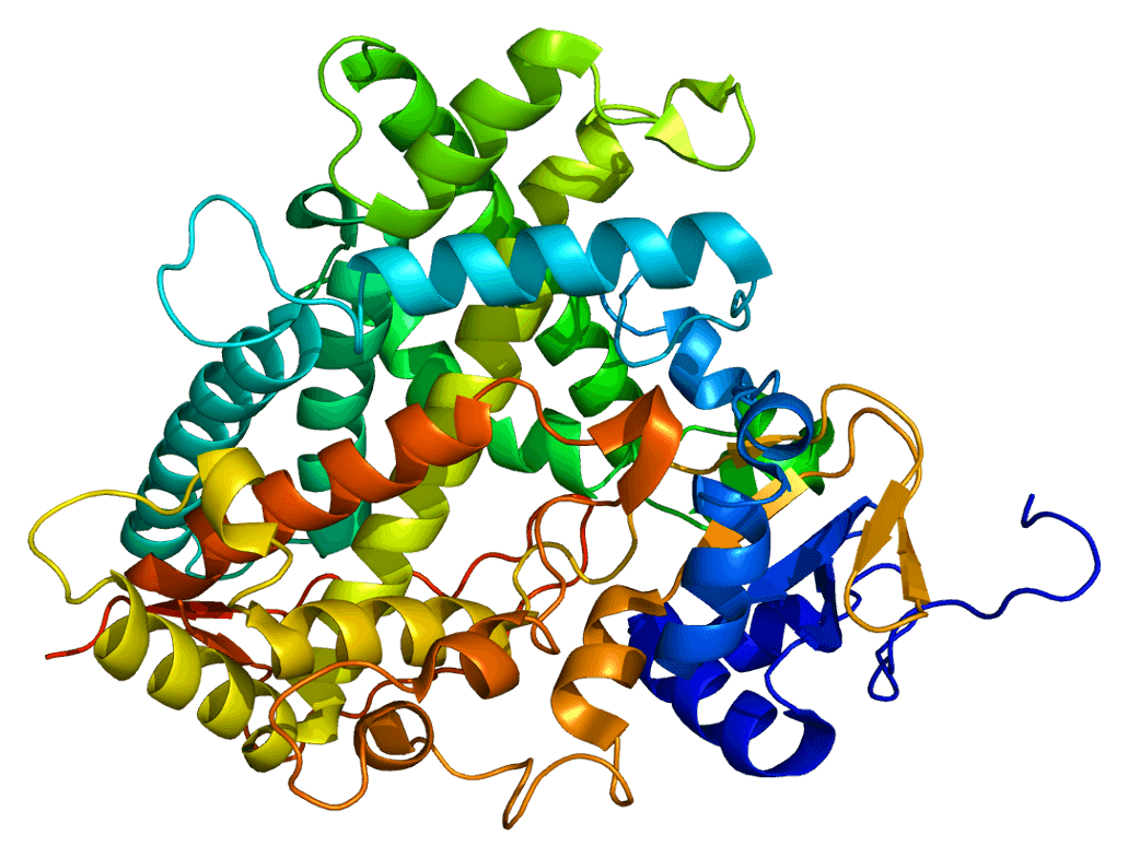 CYP1A2 enzyme structure